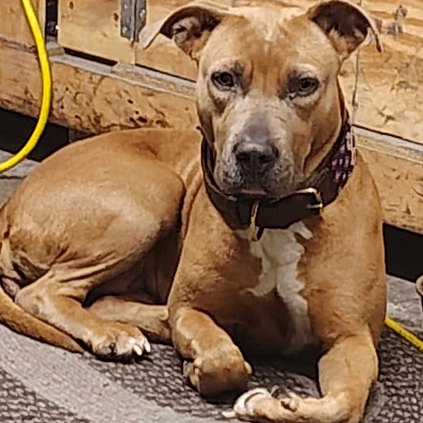 Pepper is registered to the contest to win money with this photo: animal, brown_dog, calm, canine, collar, companion, dog, ears, expression, floor, indoor, looking_at_camera, lying, mat, muzzle, paws, pet, resting, wooden_background, yellow_cord