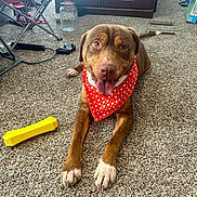 Pecan is registered to the contest to win money with this photo: accessories, animal, ball, cabinet, canine, chair, dog, drawer, face, furniture, head, hound, person, pet, photography, portrait, puppy, sport, tennis, tennisball