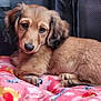dog, puppy, long_haired_dachshund, brown_fur, ears, eyes, nose, paw, portrait, close_up, blanket, pink_blanket, patterned_blanket, indoor, pet, cuddly, soft_texture, resting, cute, fur
