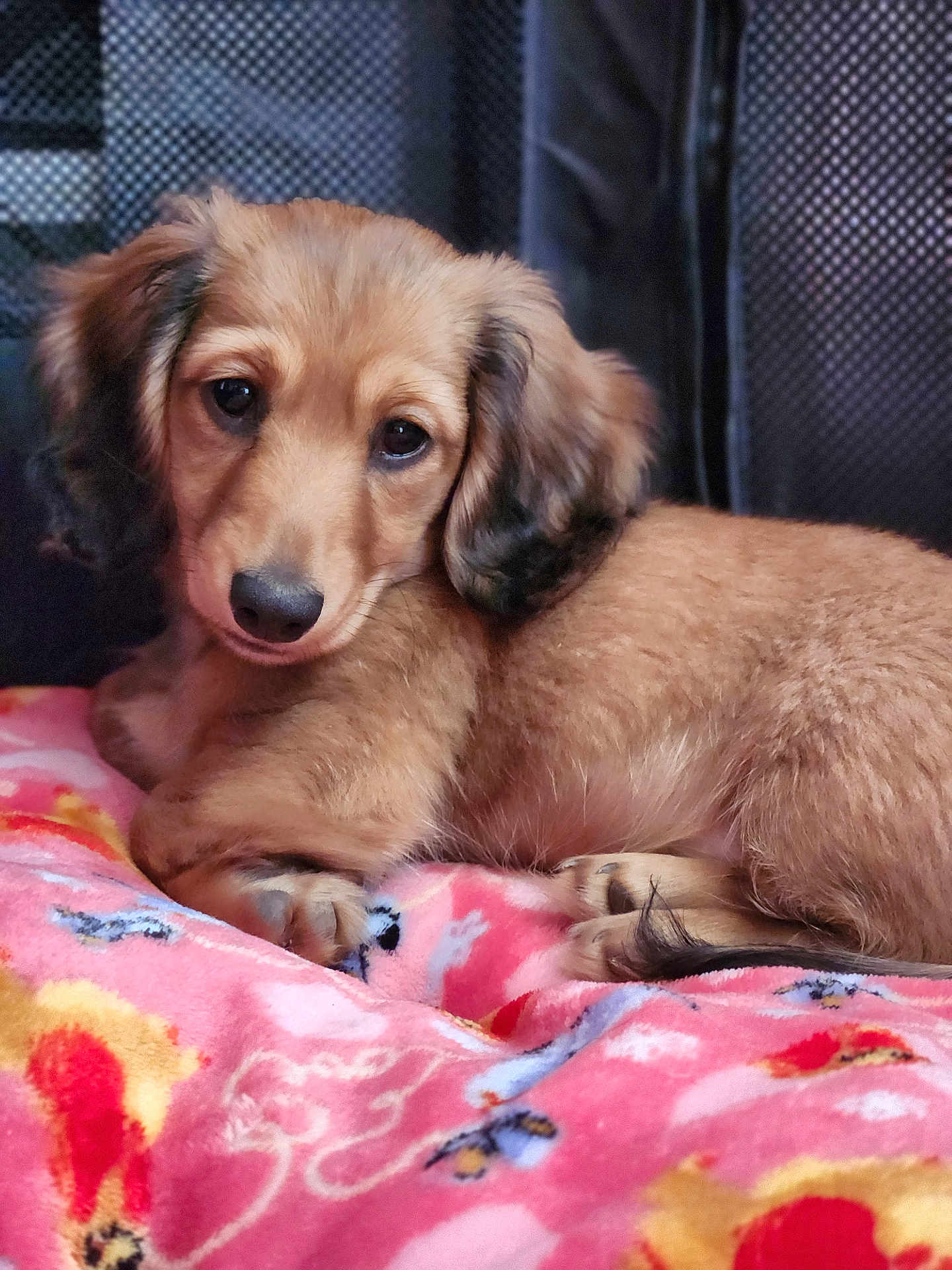 Lady joined the competition — help win amazing prizes! dog, puppy, long_haired_dachshund, brown_fur, ears, eyes, nose, paw, portrait, close_up, blanket, pink_blanket, patterned_blanket, indoor, pet, cuddly, soft_texture, resting, cute, fur