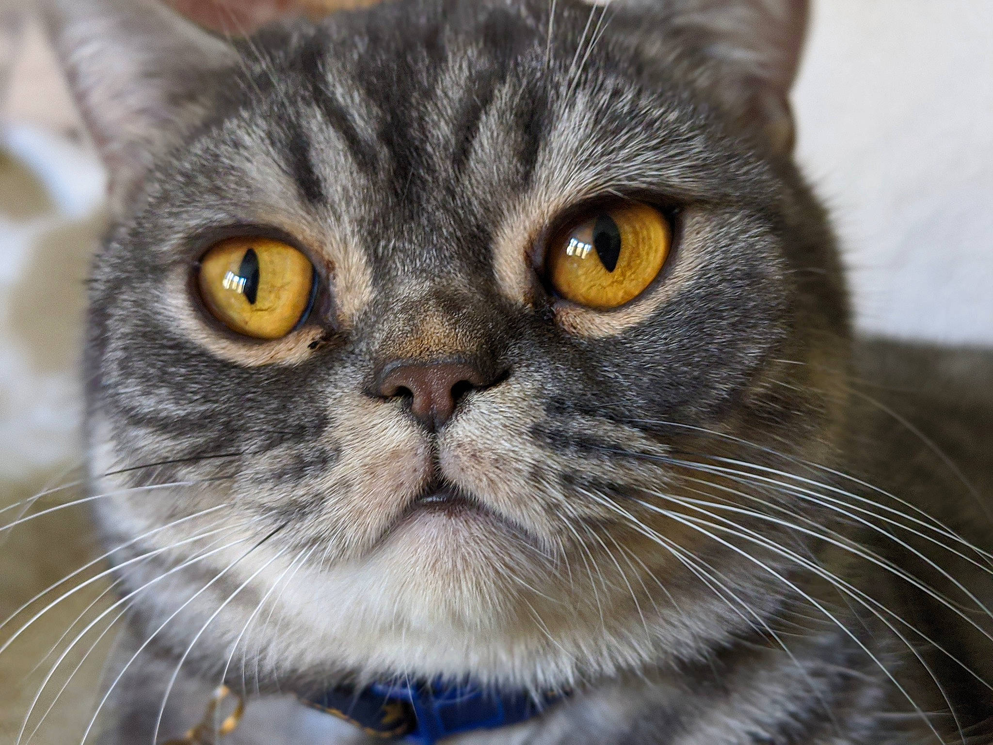 Jellybean joined the competition — help win amazing prizes! carnivore, cat, close_up, domestic_short_haired_cat, eye, felidae, fur, small_to_medium_sized_cats, snout, whiskers