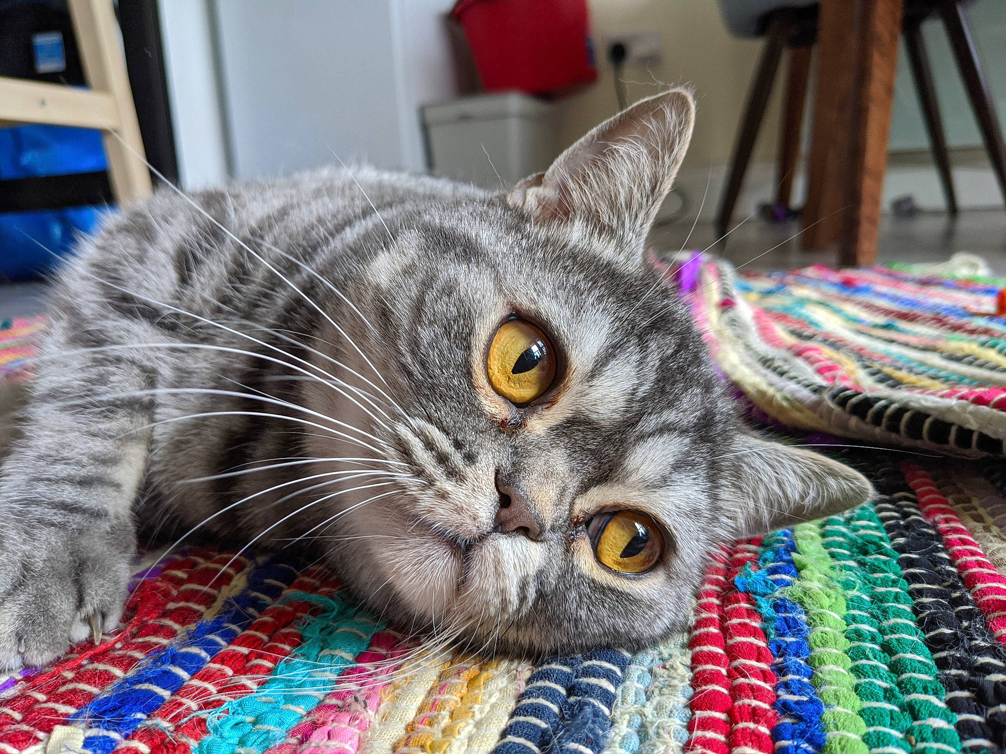 Jellybean joined the competition — help win amazing prizes! carnivore, cat, domestic_short_haired_cat, felidae, flooring, fur, grey, linens, pattern, small_to_medium_sized_cats, whiskers, woven_fabric