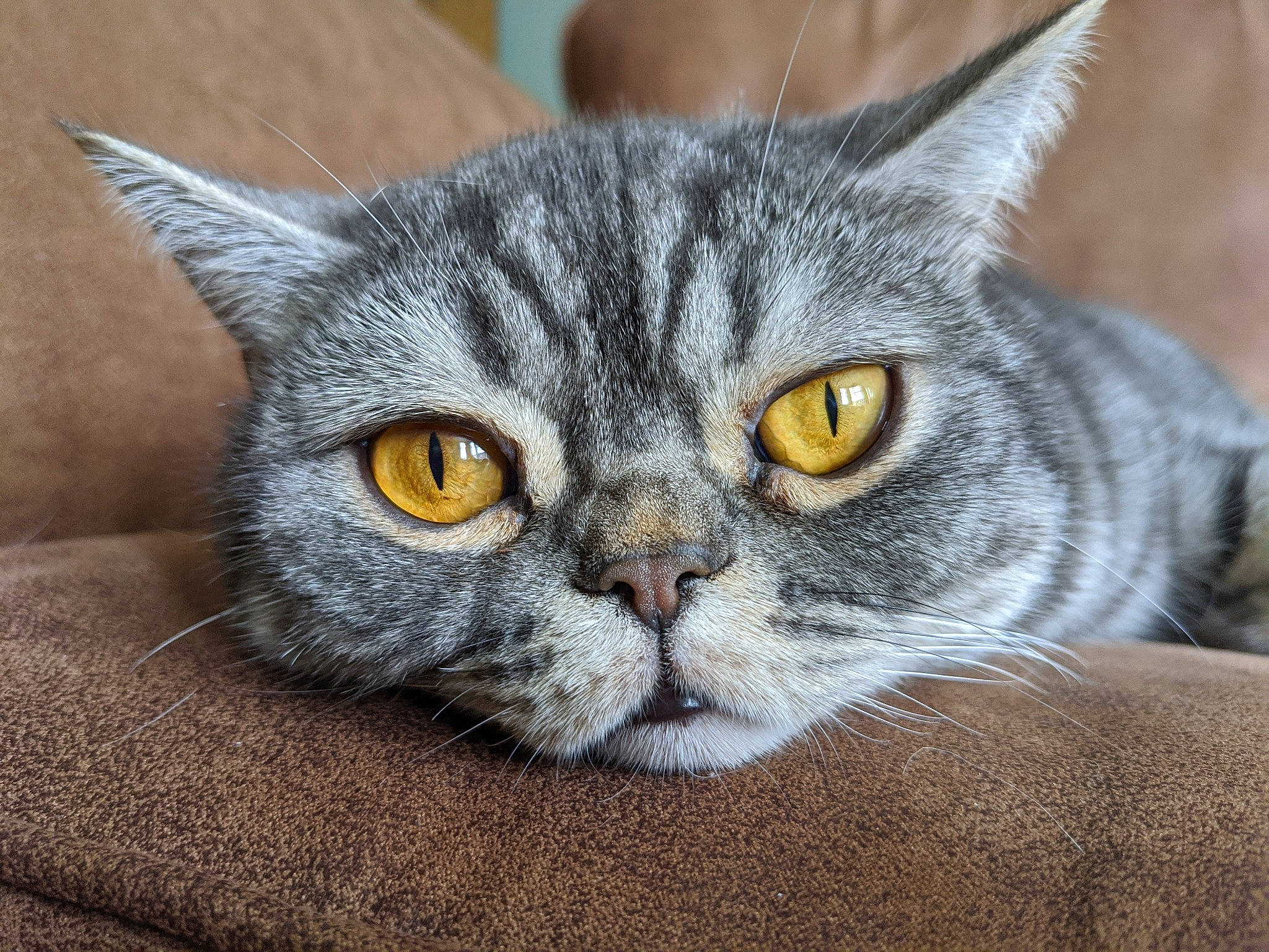 Jellybean is registered to the contest to win money with this photo: carnivore, cat, comfort, domestic_short_haired_cat, eye, felidae, fur, grey, paw, small_to_medium_sized_cats, snout, terrestrial_animal, whiskers, window