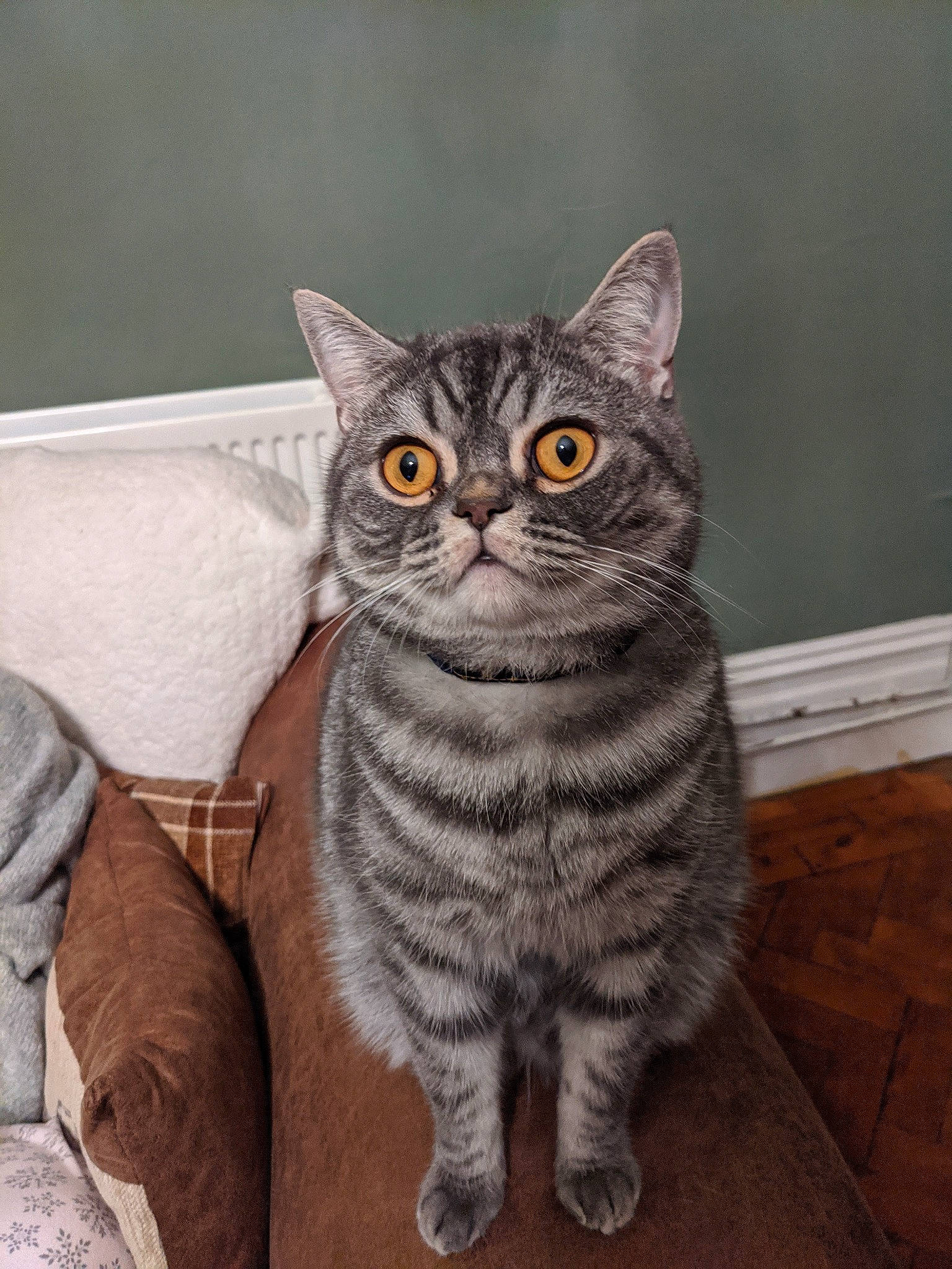 Jellybean joined the competition — help win amazing prizes! carnivore, cat, comfort, domestic_short_haired_cat, eye, felidae, fur, grey, head, iris, sitting, small_to_medium_sized_cats, snout, tail, terrestrial_animal, whiskers