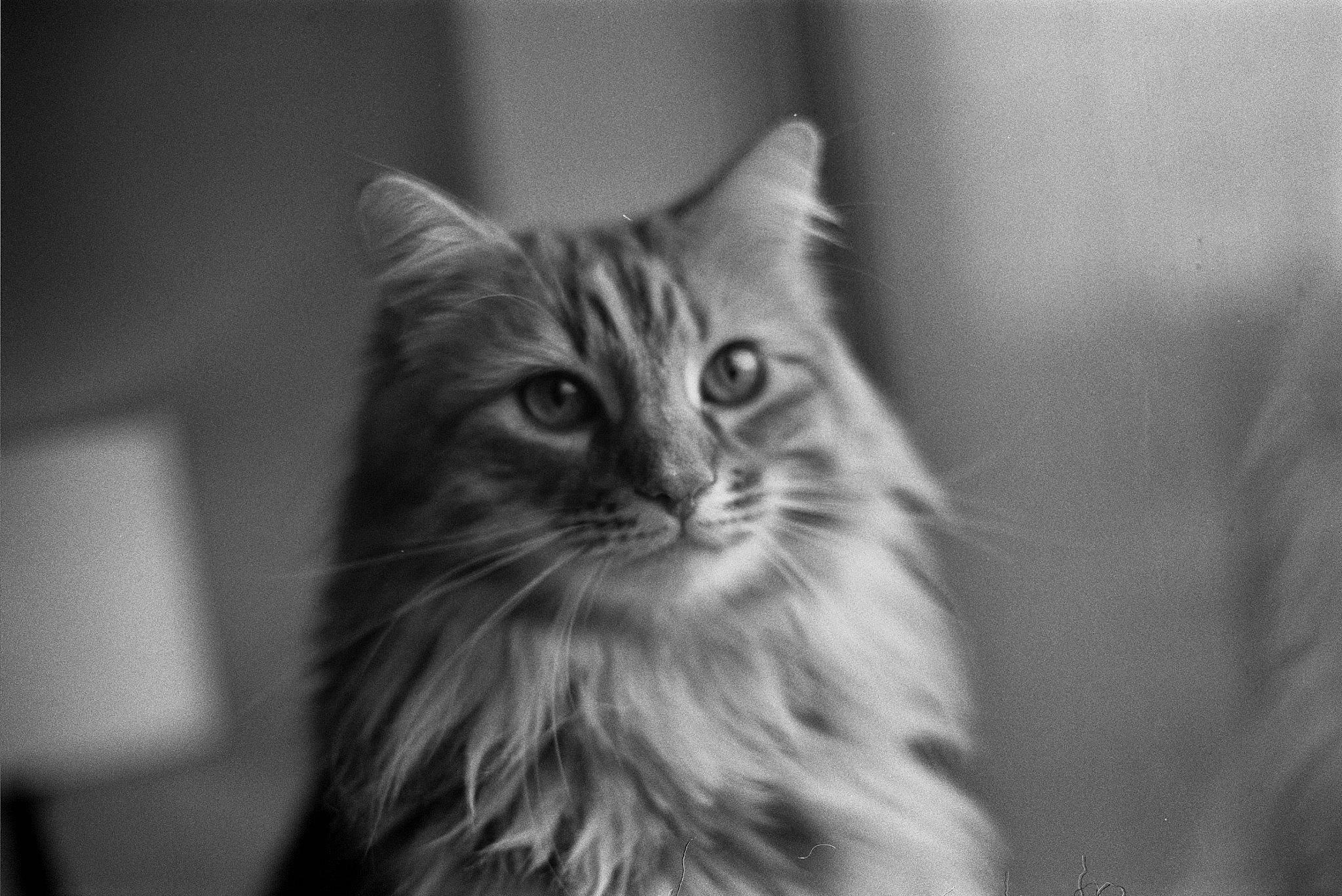 Cookie joined the competition — help win amazing prizes! carnivore, cat, darkness, felidae, fur, monochrome, monochrome_photography, small_to_medium_sized_cats, snout, whiskers