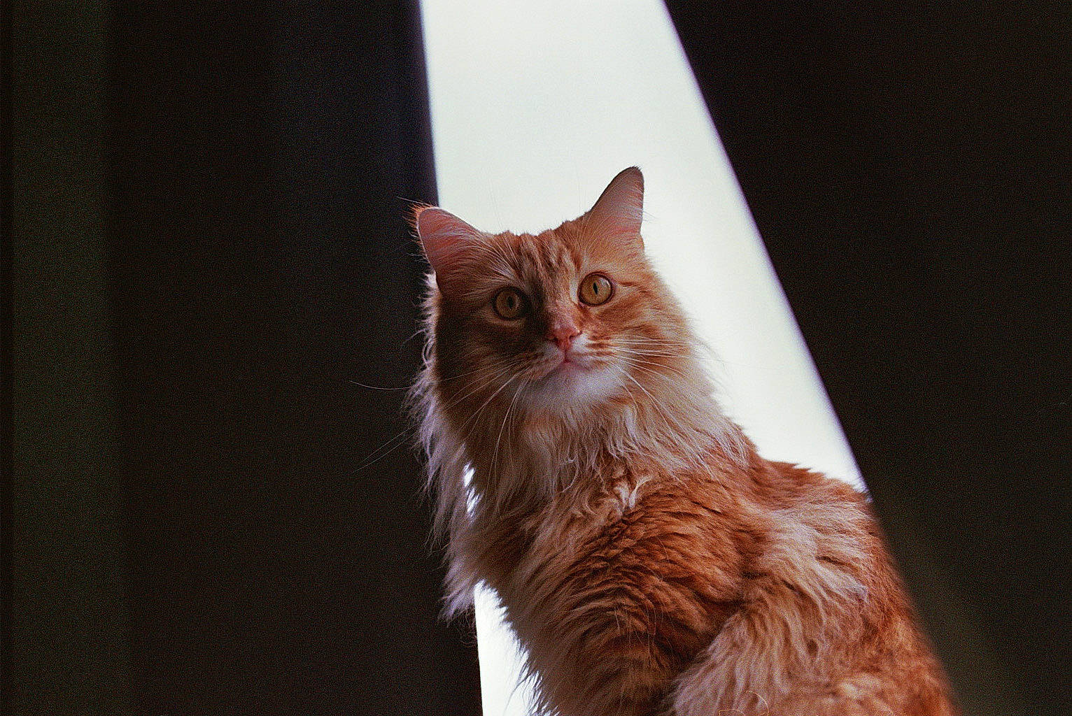 Cookie is registered to the contest to win money with this photo: brown, carnivore, cat, darkness, domestic_short_haired_cat, fawn, felidae, fur, hardwood, paw, plant, sky, small_to_medium_sized_cats, snout, tail, tree, whiskers, wildlife, window, wood