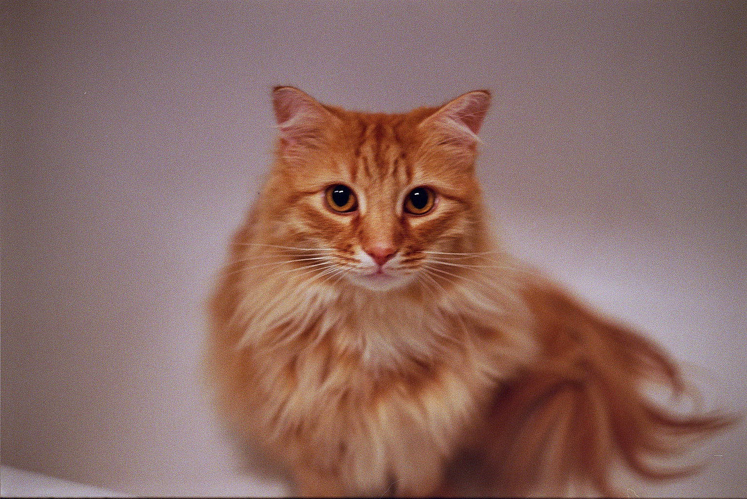 Cookie joined the competition — help win amazing prizes! british_longhair, carnivore, cat, fawn, felidae, fur, liver, peach, persian, small_to_medium_sized_cats, snout, terrestrial_animal, whiskers, window, wood