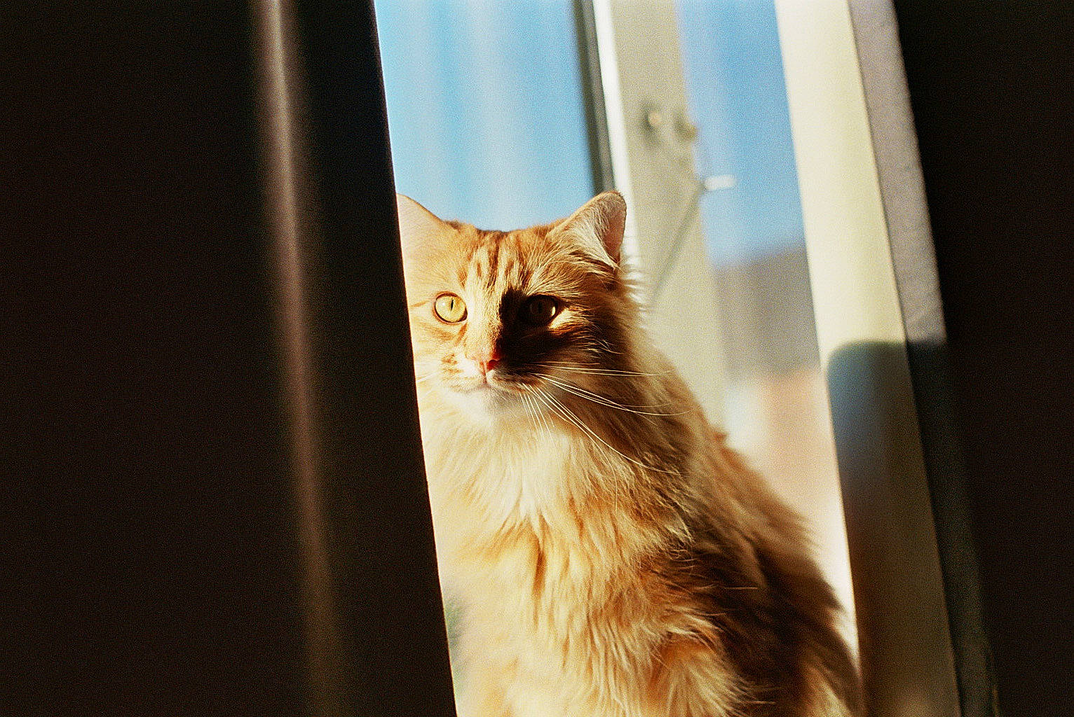 Cookie joined the competition — help win amazing prizes! carnivore, cat, domestic_short_haired_cat, fawn, felidae, fur, plant, reflection, small_to_medium_sized_cats, tail, tints_and_shades, tree, whiskers, wildlife, window, wood