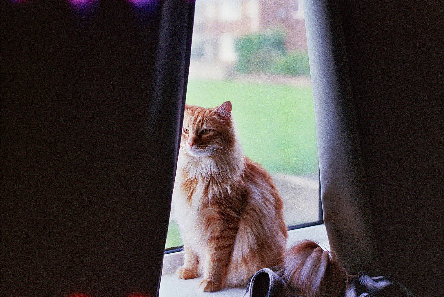 Cookie is registered to the contest to win money with this photo: camera, carnivore, cat, comfort, domestic_short_haired_cat, door, fawn, felidae, fur, hardwood, shade, sitting, small_to_medium_sized_cats, sunlight, tail, tints_and_shades, tree, whiskers, window, wood