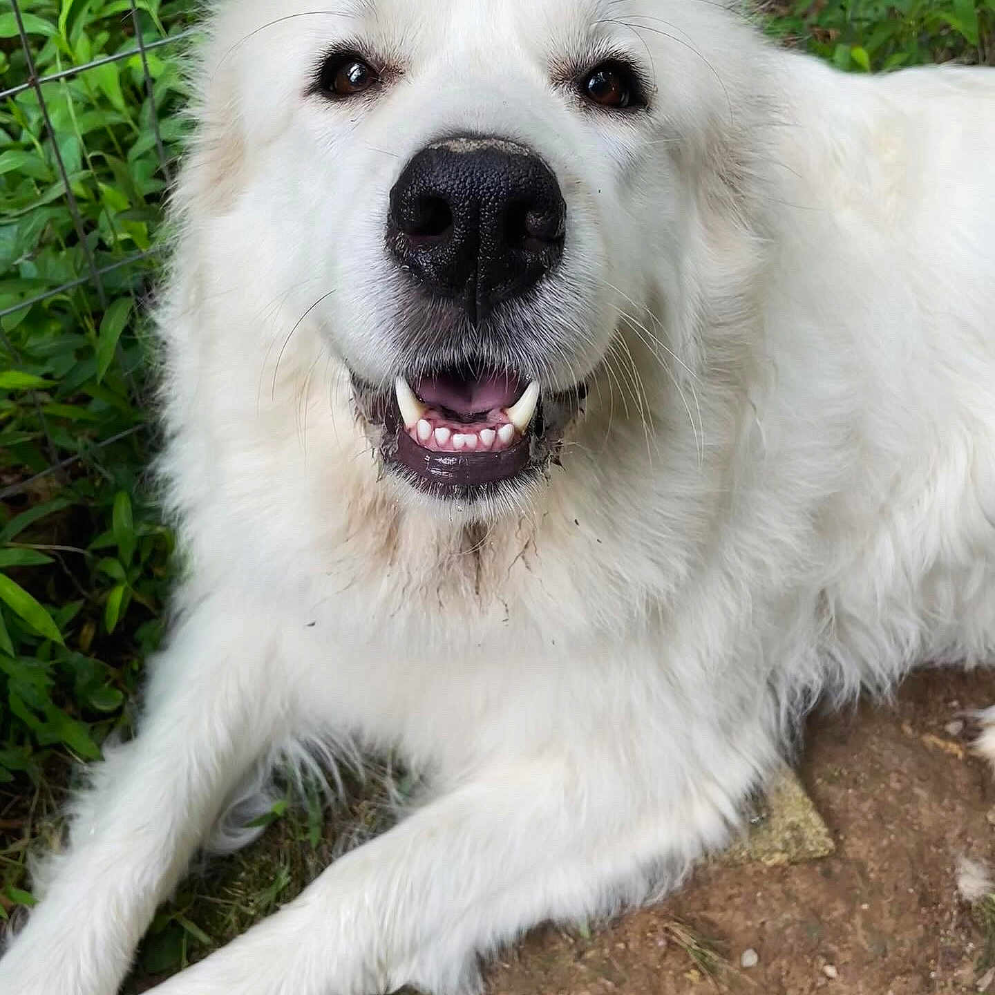 Luna joined the competition — help win amazing prizes! animal, ball, bodypart, canine, dog, eskimodog, football, goldenretriever, husky, mouth, person, pet, puppy, soccer, soccerball, sport, whitedog