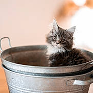 Pixel participe au concours pour gagner de l'argent avec cette photo : kitten, cat, metal_bucket, feline, fluffy, curious, indoor, pet, animal, soft_light, wooden_surface, domestic, young_cat, grey_cat, white_fur, sitting, closeup, cute, whiskers, ears
