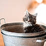 kitten, cat, metal_bucket, feline, fluffy, curious, indoor, pet, animal, soft_light, wooden_surface, domestic, young_cat, grey_cat, white_fur, sitting, closeup, cute, whiskers, ears
