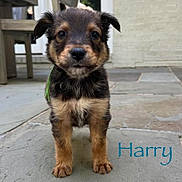 Max is registered to the contest to win money with this photo: accessories, airedale, animal, canine, chihuahua, cockerspaniel, dog, envelope, germanshepherd, hound, labradorretriever, machine, pet, poodle, puppy, slate, snout, spoke, strap, terrier