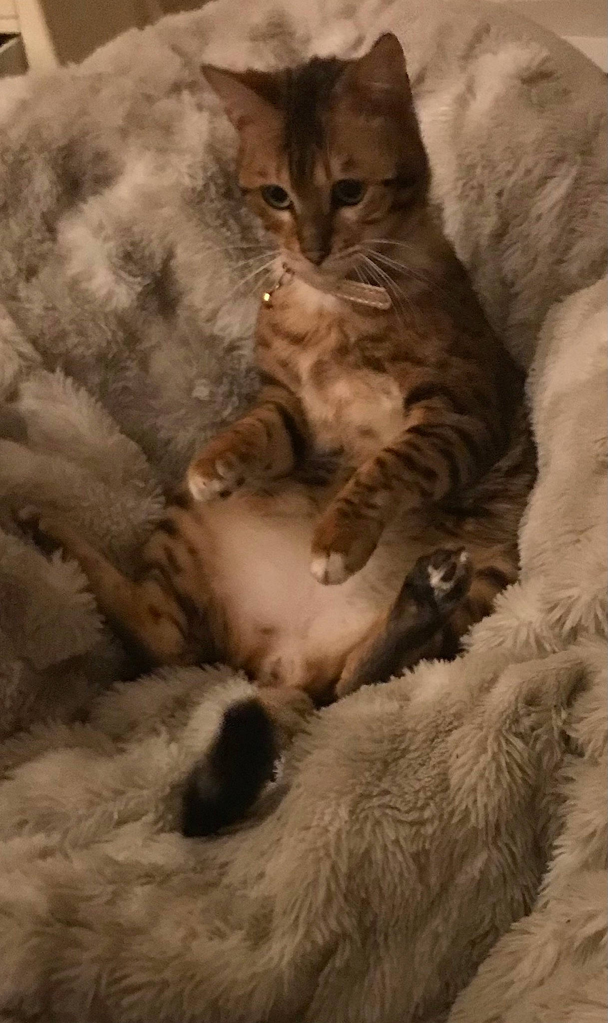 Nala is registered to the contest to win money with this photo: bed, carnivore, cat, cat_bed, claw, comfort, domestic_short_haired_cat, fawn, felidae, fur, nap, paw, sand, sleep, small_to_medium_sized_cats, snout, tail, terrestrial_animal, whiskers, wildlife