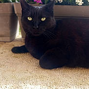 Choco a rejoint le concours — aidez-le/la à gagner de superbes lots ! black_cat, cat, pet, green_eyes, flowers, planter, flower_pot, balcony, porch, concrete_floor, resting, whiskers, fur, close_up, portrait, sunlight, shadow, relaxed, ears, outdoor
