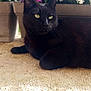 Choco participe au concours pour gagner de l'argent avec cette photo : black_cat, cat, pet, feline, green_eyes, whiskers, fur, flowers, planter, potted_plants, window_box, concrete_floor, close_up, portrait, outdoors, relaxed, sitting, domestic_animal, sunlight, spring
