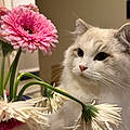 Ankush N. R.