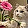 Ankush N. R.