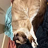 animal, blanket, cat, clothes, cozy, curled_up, cute, fabric, floor, fur, home, indoor, paw, pet, pile, relaxed, resting, siamese_cat, sleeping, tail