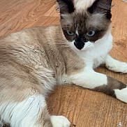 Apash a rejoint le concours — aidez-le/la à gagner de superbes lots ! animal, blue_eyes, cat, cute, domestic_cat, ears, feline, floor, fluffy, fur, household, indoor, lying_down, paws, pet, relaxed, resting, siamese_cat, whiskers, wooden_floor