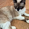 animal, blue_eyes, cat, cute, domestic_cat, ears, feline, floor, fluffy, fur, household, indoor, lying_down, paws, pet, relaxed, resting, siamese_cat, whiskers, wooden_floor