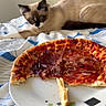 cat, siamese_cat, pizza, pepperoni, plate, bed, blanket, indoor, food, animal, pet, curious, resting, table, furniture, cozy, natural_light, snack, meal, domestic