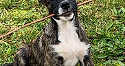 Batman a rejoint le concours — aidez-le/la à gagner de superbes lots ! dog, puppy, brindle_coat, white_paws, stick, grass, outdoor, playful, animal, pet, young_dog, nature, canine, sitting, leaf, earth, cute, fur, ears, tongue