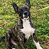 dog, puppy, brindle_coat, white_paws, stick, grass, outdoor, playful, animal, pet, young_dog, nature, canine, sitting, leaf, earth, cute, fur, ears, tongue