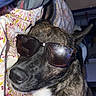 dog, sunglasses, pet, animal, indoor, blanket, floral_pattern, canine, resting, cool, brindle_coat, snout, ears, comfort, casual, portrait, closeup, laying_down, domestic_animal, relaxation