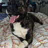 Batman participe au concours pour gagner de l'argent avec cette photo : dog, brindle, bedspread, indoor, tongue_out, ears_up, happy, pet, living_room, television, fan, furniture, blanket, resting, canine, domestic_animal, relaxed, home, comfort, animal