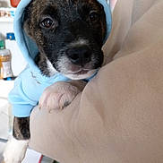 Batman a rejoint le concours — aidez-le/la à gagner de superbes lots ! puppy, dog, hoodie, blue_clothing, person, arm, indoor, sleeve, sitting, pet, cute, young_dog, brown, white_paw, black_fur, face, looking, holding, shelving, container