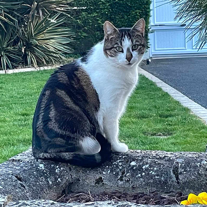 Mimi participe au concours pour gagner de l'argent avec cette photo : animal, bushes, cat, curious, daylight, door, driveway, eyes, feline, garden, green_lawn, nature, outdoor, pet, plant, sitting, stone_planter, suburb, tabby, white_fur