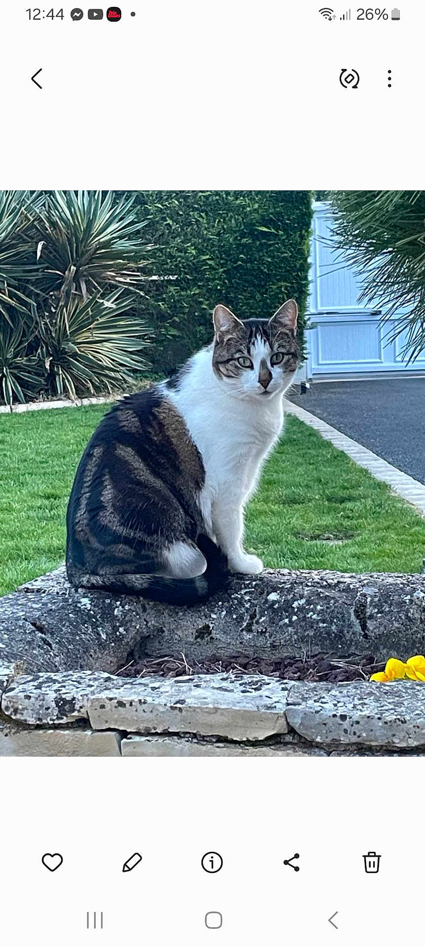 Mimi participe au concours pour gagner de l'argent avec cette photo : cat, tabby, white_fur, garden, stone_planter, green_lawn, bushes, plant, outdoor, pet, animal, sitting, curious, feline, nature, daylight, suburb, door, driveway, eyes