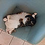 cat, feline, pet, indoor, relaxing, upside_down, curled_paws, fluffy, white_fur, brown_fur, armchair, furniture, tile_floor, comfortable, resting, sleeping, cozy, domestic_cat, cute, household