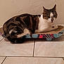 Mimi participe au concours pour gagner de l'argent avec cette photo : cat, tabby_cat, pet, animal, scratching_pad, floor, tile_floor, indoor, wall, beige_wall, feline, resting, looking, cute, whiskers, ears, tail, paws, household, domestic_animal