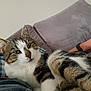 Mimi a rejoint le concours — aidez-le/la à gagner de superbes lots ! cat, tabby_cat, pet, animal, indoor, person, glasses, shirt, plaid, couch, cushion, relaxing, fur, whiskers, face, lap, comfort, home, resting, casual