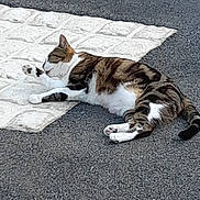 Mimi a rejoint le concours — aidez-le/la à gagner de superbes lots ! cat, tabby, lying_down, paw, licking, outdoor, mat, shadow, relaxed, sunlight, white, pattern, fur, striped, animal, pet, resting, asphalt, texture, content