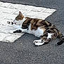 cat, tabby, lying_down, paw, licking, outdoor, mat, shadow, relaxed, sunlight, white, pattern, fur, striped, animal, pet, resting, asphalt, texture, content
