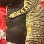 cat, cats, black_cat, tabby_cat, sleeping, snuggling, pets, feline, fur, whiskers, paw, bed, blanket, red_blanket, resting, cozy, cute, animal, domestic_animal, companion