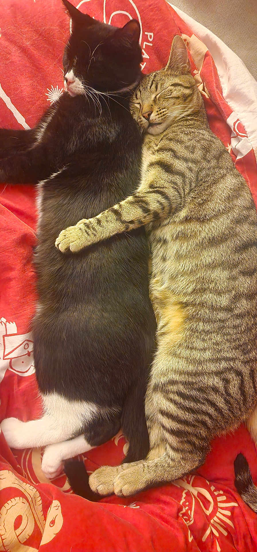 Marsh Mallow is registered to the contest to win money with this photo: cat, cats, black_cat, tabby_cat, sleeping, snuggling, pets, feline, fur, whiskers, paw, bed, blanket, red_blanket, resting, cozy, cute, animal, domestic_animal, companion