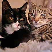 Marsh Mallow joined the competition — help win amazing prizes! cat, black_and_white_cat, tabby_cat, feline, pets, animal, whiskers, ears, fur, close_up, snuggling, cozy, indoor, blanket, relaxed, cute, companion, two_animals, resting, soft