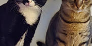 Marsh Mallow joined the competition — help win amazing prizes! cat, tuxedo_cat, tabby_cat, pets, indoor, feline, curious, sitting, closeup, whiskers, animal, companions, fur, eyes, paws, domestic, cute, alert, two_cats, friendship