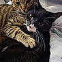 Marsh Mallow joined the competition — help win amazing prizes! cat, tabby_cat, tuxedo_cat, pets, animals, snuggling, close_up, whiskers, fur, paw, bed, blanket, indoor, cute, companionship, cozy, relaxed, friendship, domestic_animal, portrait