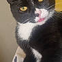 Marsh Mallow joined the competition — help win amazing prizes! cat, tuxedo_cat, black_and_white, yellow_eyes, indoor, pet, animal, cute, tongue_out, whiskers, fur, close_up, portrait, feline, domestic_cat, looking, curious, soft_lighting, cozy, resting