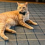 Cottontail is registered to the contest to win money with this photo: cat, ginger_cat, bow_tie, pet, indoor, carpet, blue_rug, striped_rug, feline, alert, cute, domestic_animal, whiskers, paws, ears, fur, relaxed, animal, mammal, laying_down