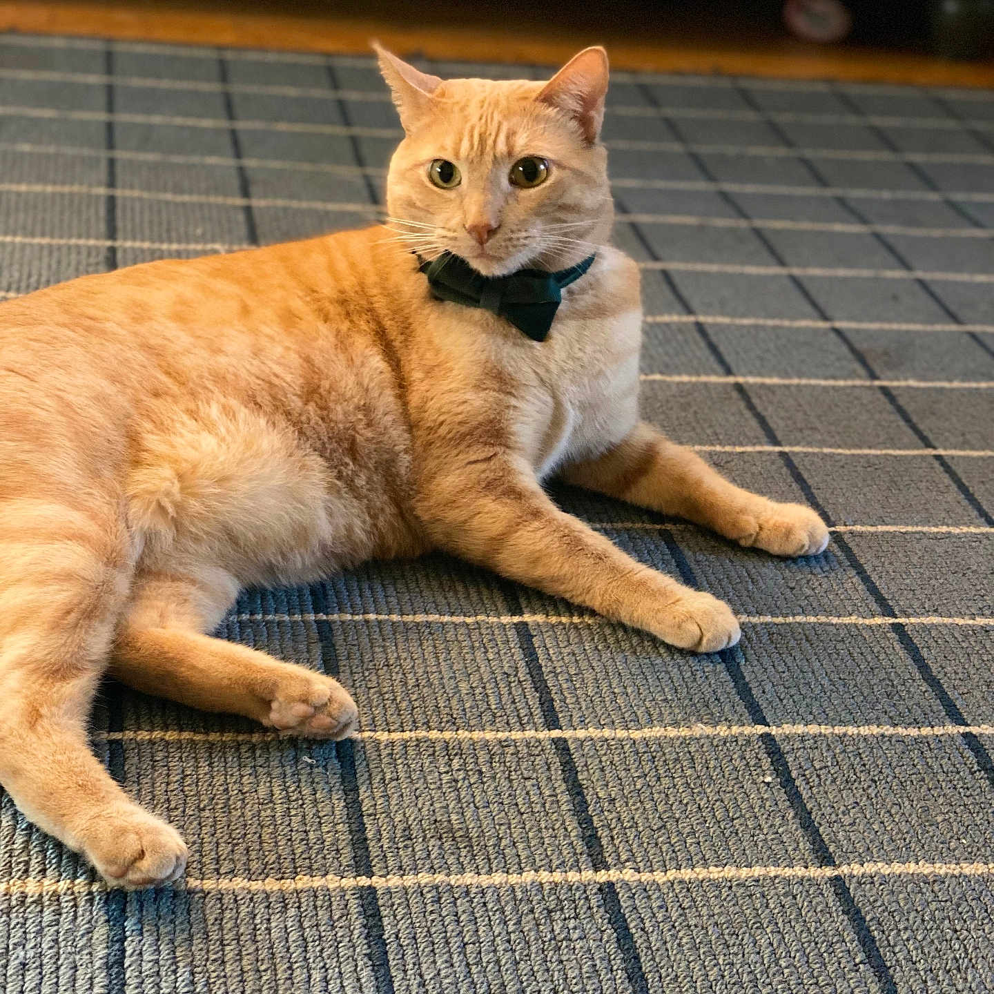 Cottontail is registered to the contest to win money with this photo: alert, animal, blue_rug, bow_tie, carpet, cat, cute, domestic_animal, ears, feline, fur, ginger_cat, indoor, laying_down, mammal, paws, pet, relaxed, striped_rug, whiskers