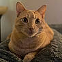 Cottontail is registered to the contest to win money with this photo: cat, orange_tabby, pet, animal, indoor, blanket, cozy, fur, whiskers, wide_eyes, curious, relaxed, cute, close_up, portrait, soft_light, texture, resting, domestic_cat, feline