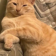 Cottontail is registered to the contest to win money with this photo: cat, orange_tabby, feline, pet, cute, relaxed, couch, furniture, indoor, fur, whiskers, paws, resting, animal, mammal, domestic, cozy, lazy, sleepy, comfortable