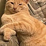 cat, orange_tabby, feline, pet, cute, relaxed, couch, furniture, indoor, fur, whiskers, paws, resting, animal, mammal, domestic, cozy, lazy, sleepy, comfortable