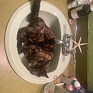 Hagatha joined the competition — help win amazing prizes! cat, sink, bathroom, tortoiseshell_cat, toiletries, starfish, bottle, cream_tube, faucet, curious, green_eyes, pet, domestic, indoor, relaxed, fur, animal, whiskers, countertop, personal_care